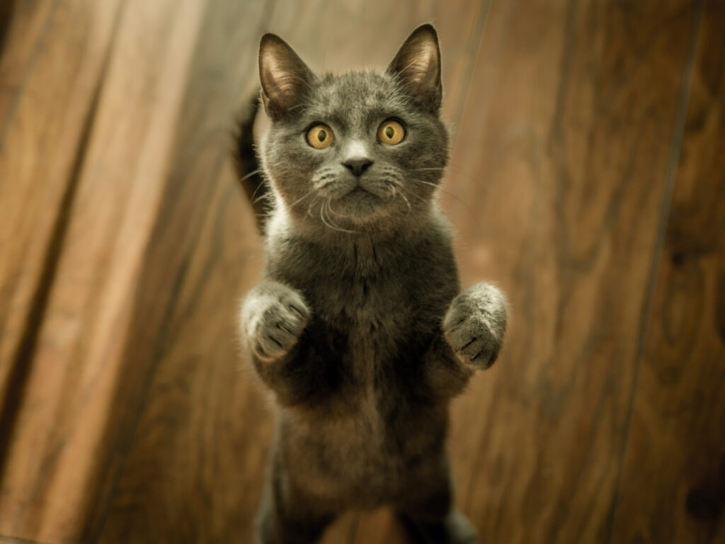 Pet deals cat socks