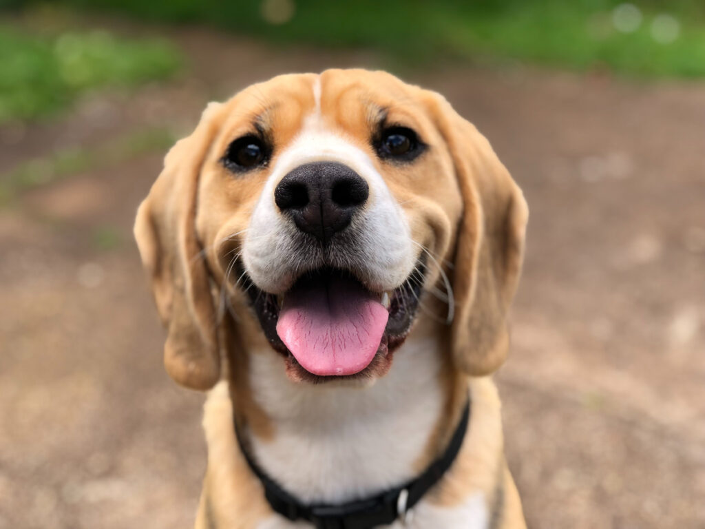 Custom Pet Socks | Custom Sock Shop pet dog face